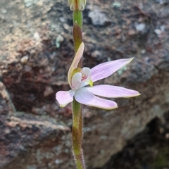 Caladenia carnea (Pink Fingers) at Denman Prospect, ACT - 28 Sep 2019 by AaronClausen