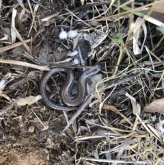 Hemiergis talbingoensis at Cook, ACT - 28 Sep 2019 11:46 AM