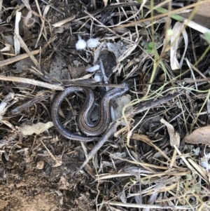 Hemiergis talbingoensis at Cook, ACT - 28 Sep 2019 11:46 AM