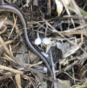 Hemiergis talbingoensis at Cook, ACT - 28 Sep 2019 11:46 AM