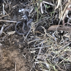 Hemiergis talbingoensis at Cook, ACT - 28 Sep 2019