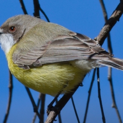Gerygone olivacea (White-throated Gerygone) at Mount Ainslie - 27 Sep 2019 by Marthijn