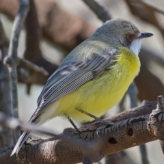 Gerygone olivacea at Majura, ACT - 28 Sep 2019