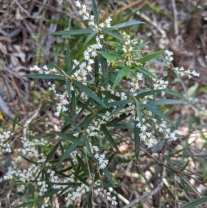 Leucopogon affinis at Wingecarribee Local Government Area - 28 Sep 2019