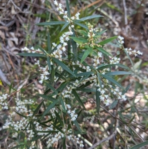 Leucopogon affinis at Wingecarribee Local Government Area - 28 Sep 2019 03:31 PM