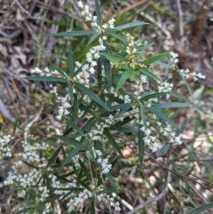 Leucopogon affinis (Lance Beard-heath) at Wingecarribee Local Government Area - 28 Sep 2019 by Margot