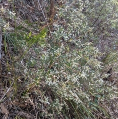 Leucopogon affinis at Wingecarribee Local Government Area - 28 Sep 2019