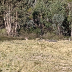 Macropus giganteus at Wingecarribee Local Government Area - 28 Sep 2019 03:59 PM