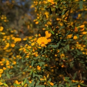 Pultenaea flexilis at Wingecarribee Local Government Area - 28 Sep 2019 03:41 PM