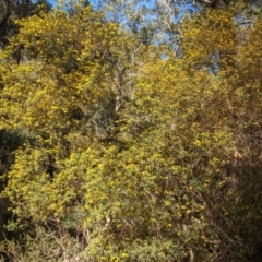 Pultenaea flexilis at Wingecarribee Local Government Area - 28 Sep 2019 03:41 PM