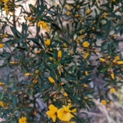 Pultenaea flexilis at Wingecarribee Local Government Area - 28 Sep 2019 03:41 PM