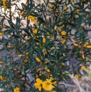 Pultenaea flexilis at Wingecarribee Local Government Area - 28 Sep 2019 03:41 PM