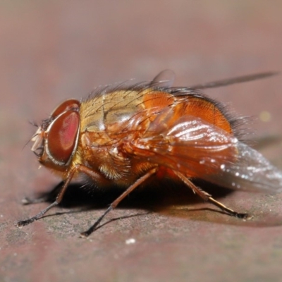 Calliphora ochracea (Reddish Brown blowfly) at Acton, ACT - 27 Sep 2019 by TimL