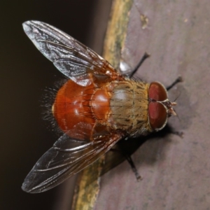 Calliphora ochracea at Acton, ACT - 27 Sep 2019