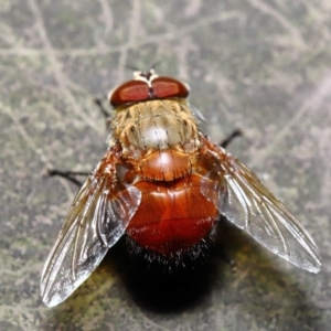 Calliphora ochracea at Acton, ACT - 27 Sep 2019