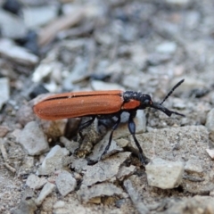 Rhinotia haemoptera (Lycid-mimic belid weevil, Slender Red Weevil) at Aranda Bushland - 27 Sep 2019 by CathB