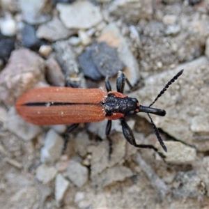 Rhinotia haemoptera at Dunlop, ACT - 27 Sep 2019