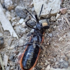 Rhinotia haemoptera at Dunlop, ACT - 27 Sep 2019