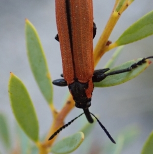 Rhinotia haemoptera at Dunlop, ACT - 27 Sep 2019