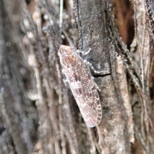 Cixiidae sp. (family) at Dunlop, ACT - 27 Sep 2019