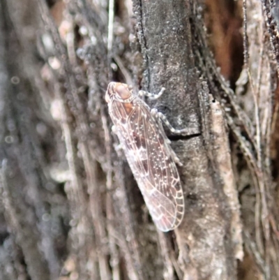 Cixiidae sp. (family) (Cixiid planthopper) at Aranda Bushland - 27 Sep 2019 by CathB