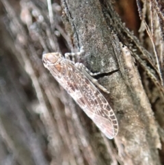 Cixiidae sp. (family) at Dunlop, ACT - 27 Sep 2019