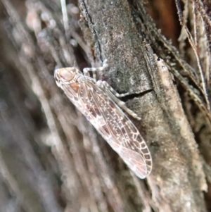 Cixiidae sp. (family) at Dunlop, ACT - 27 Sep 2019