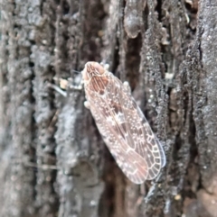 Cixiidae sp. (family) at Dunlop, ACT - 27 Sep 2019