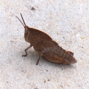 Goniaea australasiae at Black Range, NSW - 27 Sep 2019