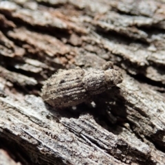 Atrichonotus sordidus (Flores Weevil) at Mount Painter - 27 Sep 2019 by CathB