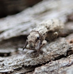 Atrichonotus sordidus at Cook, ACT - 27 Sep 2019