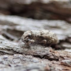 Atrichonotus sordidus at Cook, ACT - 27 Sep 2019