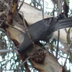 Strepera versicolor (Grey Currawong) at Black Range, NSW - 23 Apr 2019 by MatthewHiggins