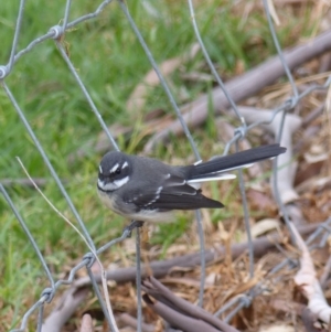 Rhipidura albiscapa at Black Range, NSW - 13 Mar 2019 01:18 PM