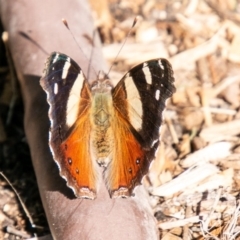 Vanessa itea (Yellow Admiral) at Chapman, ACT - 28 Sep 2019 by SWishart