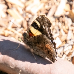 Vanessa itea at Chapman, ACT - 28 Sep 2019 02:43 PM