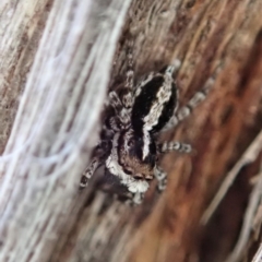 Euophryinae sp. (Mr Stripey) undescribed (Mr Stripey) at Aranda Bushland - 24 Sep 2019 by CathB