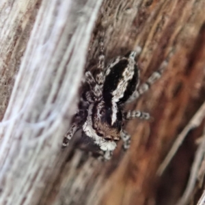 Euophryinae sp. (Mr Stripey) undescribed at Dunlop, ACT - 24 Sep 2019