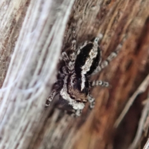 Euophryinae sp. (Mr Stripey) undescribed at Dunlop, ACT - 24 Sep 2019 05:01 PM