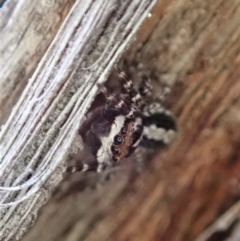 Euophryinae sp. (Mr Stripey) undescribed at Dunlop, ACT - 24 Sep 2019 05:01 PM