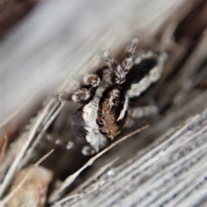 Euophryinae sp. (Mr Stripey) undescribed at Dunlop, ACT - 24 Sep 2019 05:01 PM