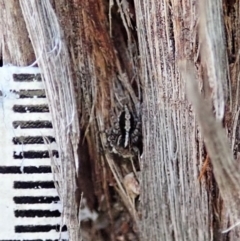 Euophryinae sp. (Mr Stripey) undescribed at Dunlop, ACT - 24 Sep 2019