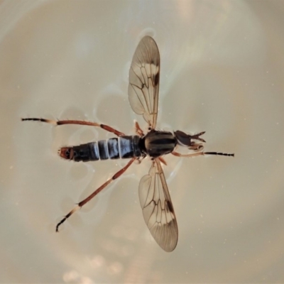 Therevidae (family) (Unidentified stiletto fly) at Cook, ACT - 22 Sep 2019 by CathB