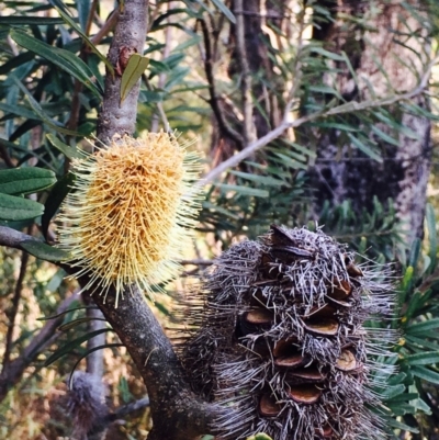 Banksia marginata (Silver Banksia) at Paddys River, ACT - 27 Sep 2019 by RWPurdie