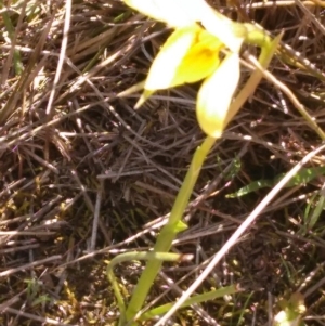 Diuris chryseopsis at Gundaroo, NSW - 28 Sep 2019