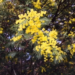 Acacia dealbata at Paddys River, ACT - 28 Sep 2019 12:00 AM