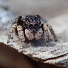 Maratus vespertilio (Bat-like peacock spider) at Spence, ACT - 28 Sep 2019 by Laserchemisty