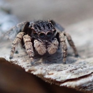 Maratus vespertilio at Spence, ACT - suppressed