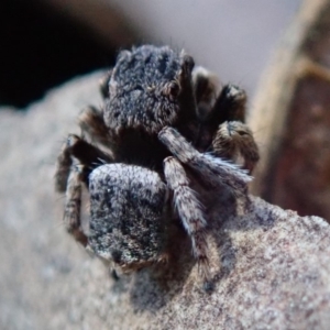 Maratus vespertilio at Spence, ACT - suppressed