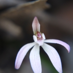 Caladenia fuscata (Dusky Fingers) at Point 5363 - 28 Sep 2019 by ClubFED